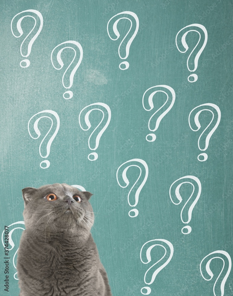 Poster Cute confused little cat with question marks