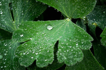 water drops on a leaf