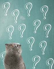 Cute confused little cat with question marks © BillionPhotos.com