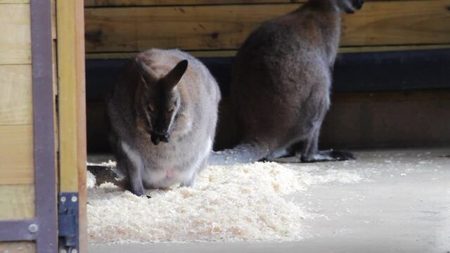 A red-necked wallaby or Bennett's wallaby (Macropus rufogriseus) in a wildlife park in Uk. Wallabies are mid-sized marsupials/pouched mammals. The macropod is native to Australia and Tasmania.