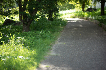 Fototapeta premium path in the park