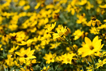 Yellow Wildflowers Sitting On Top Of A Hill