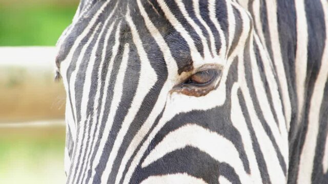 Plains zebra eyes closeup (Equus quagga, formerly Equus burchellii) in a wildlife park in Uk. Zebras are various species of African equids (horse family) united by their black-and-white striped coats.