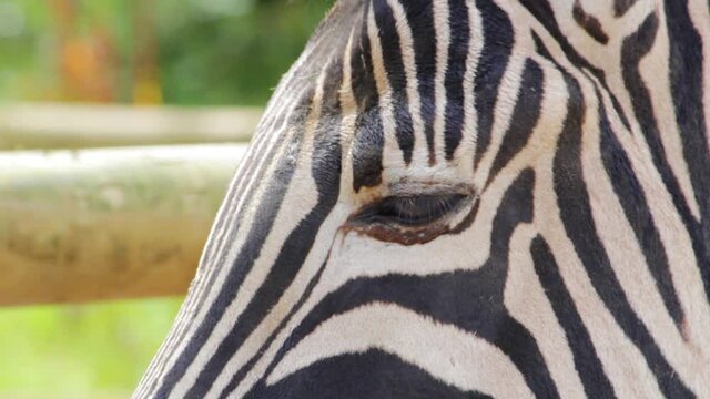 Plains zebra eyes closeup (Equus quagga, formerly Equus burchellii)in a wildlife park in Uk. Zebras are various species of African equids (horse family) united by their black-and-white striped coats.