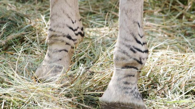 Plains zebra hooves closeup (Equus quagga, formerly Equus burchellii)in a wildlife park in Uk. Zebras are various species of African equids (horse family) united by their black-and-white striped coats