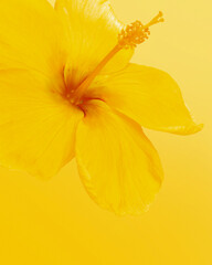 yellow flower on a yellow background