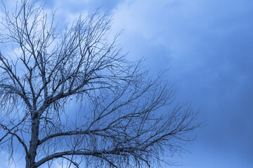 Bare trees branches with a cloudy sky