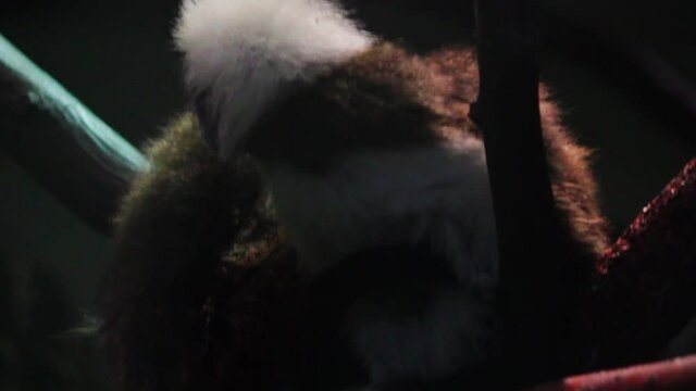 A cotton-top tamarin (Saguinus oedipus) in a wildlife park in United Kingdom. The cotton-top tamarin is a small New World monkey.