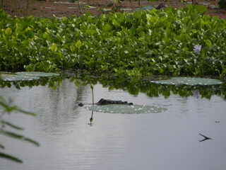alligator being sneaky