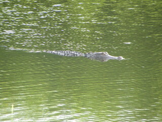 alligator in the water