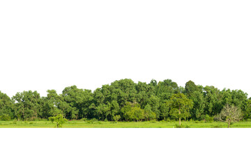  View of a High definition, Treeline  isolated on white background, Forest and foliage in summer, Row of trees and shrubs.
