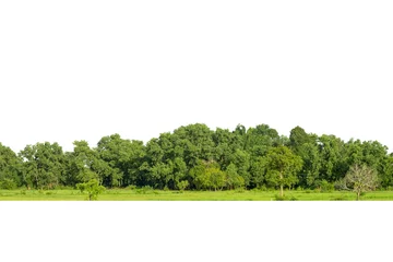 Schilderijen op glas  View of a High definition, Treeline  isolated on white background, Forest and foliage in summer, Row of trees and shrubs. © pornsawan