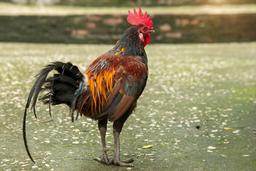  Rooster (also known as a cockerel or cock) in countryside open farm, Beautiful male chicken...