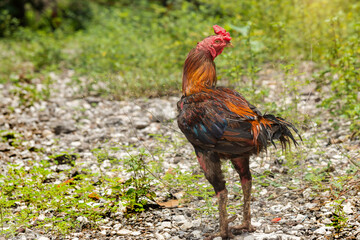 Fighting cock walking on the ground in countryside.