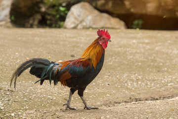  Rooster (also known as a cockerel or cock) in countryside open farm, Beautiful male chicken walking on cement floor.