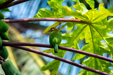 White cheeked barbet