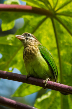 White Cheeked Barbet