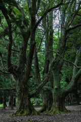 Fototapeta na wymiar 神聖なる巨木