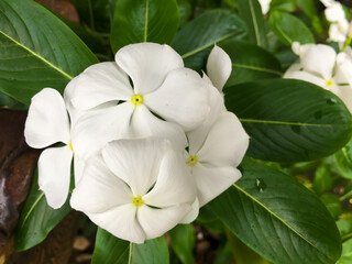 White color flower which is blooming.