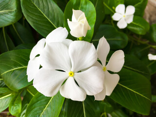 White color flower which is blooming.