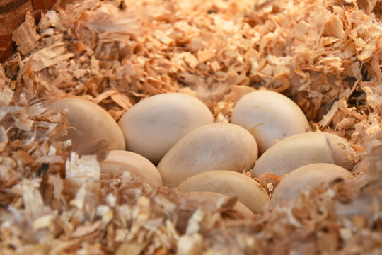 A close up image of several large duck eggs in a sawdust nest.  