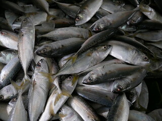 fresh mackerel for sale on seafood market.