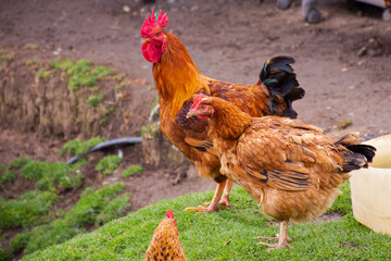 hens and roosters in a farm