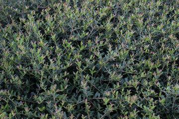 lavender field close up