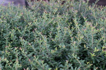 lavender field close up