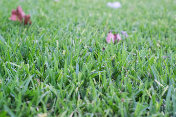 green grass close up