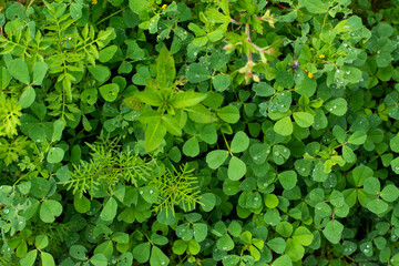 Wet green clovers background