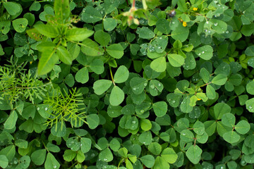 Fototapeta na wymiar Wet green clovers background