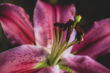 Flower of the Lily pink - Flora - Natural - Sun - Reflections - Plant.