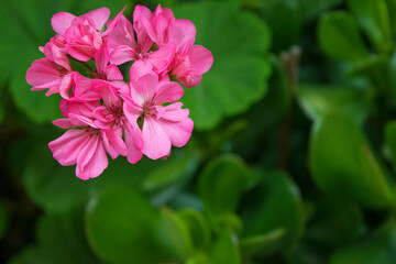 Flowers Geraniums pink - Flora - Natural - Plant.