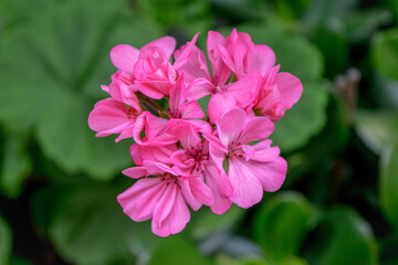 Flowers Geraniums pink - Flora - Natural - Plant.