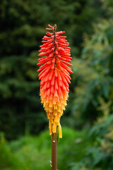 Beautiful torch lily flower close up