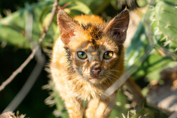 Fototapeta premium Cute little cat portrait outdoors