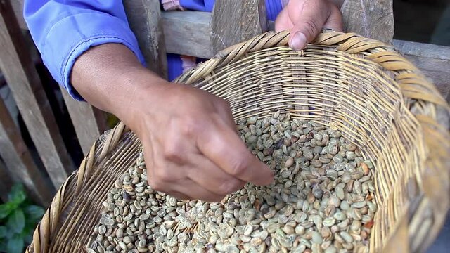 A woman selecting bad coffee beans inside a fiber wicker