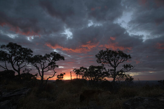 Trees Silhouettes and Cloud Sky at Sunrise in Brazil