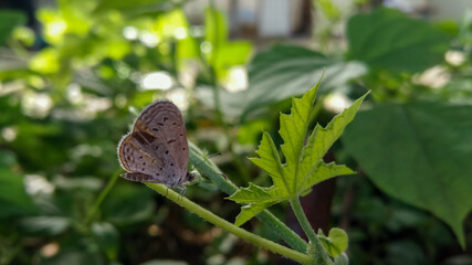 butterfly on a green leaf