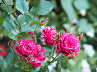 Red roses with white stripes on a natural green background grow in the garden. Place for text. Greeting card.