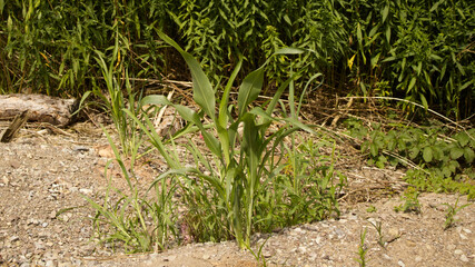 A Lone Corn Plant