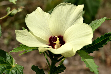 オクラの花