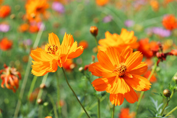 オレンジ 花 花畑