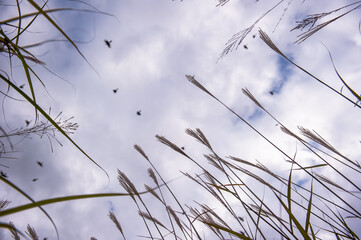Beautiful Silver grass,Miscanthus sinensis background blue sky.