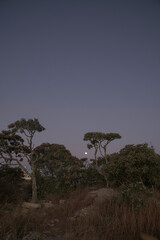 Fototapeta na wymiar Trees silhouettes and Full Moon at the Sky in Brazil