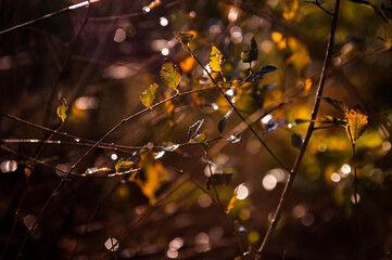 The beautiful scenery of wet grass and tree with suny light at rainy day.