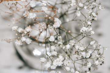 Schleierkraut im Glas