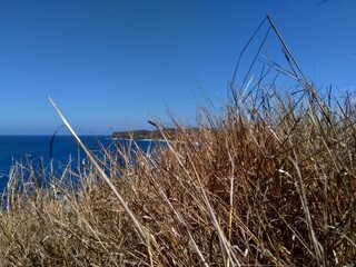 Dry Grasss with a natural background