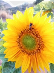 Obraz premium sunflower and bee